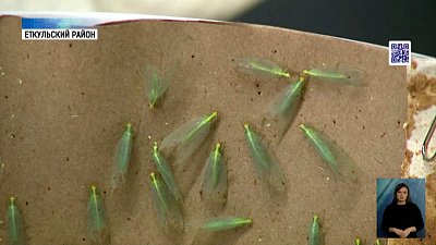 Агрономы научились выращивать златоглазок