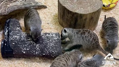 В Челябинском зоопарке сурикатам и мангустам принесли валенки