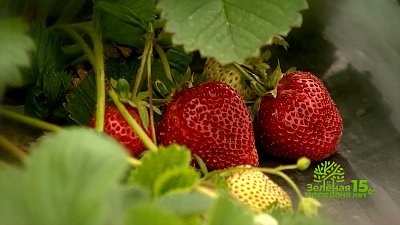 Зеленая передача 02.02.2023