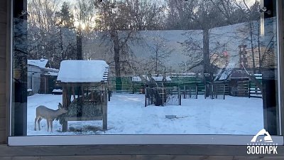В Челябинском зоопарке завершили реконструкцию вольера для косуль