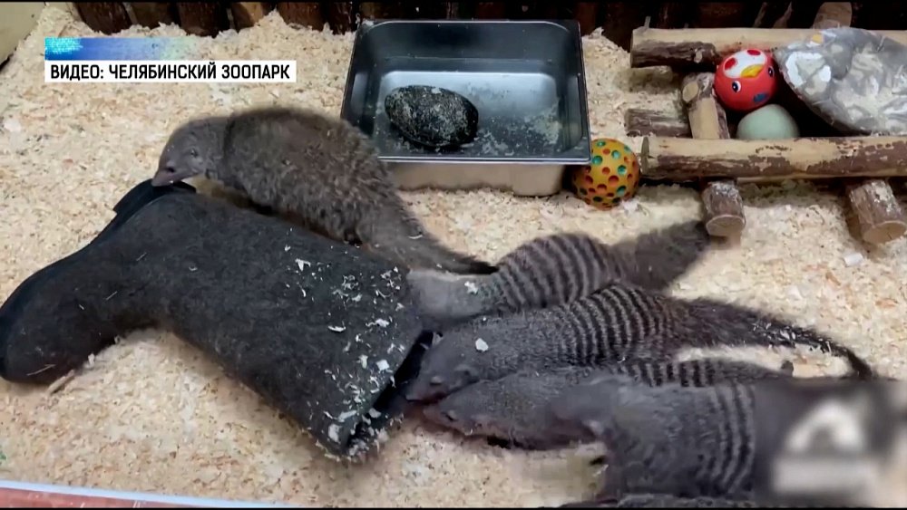 Мангусты и сурикаты «примеряют» валенки