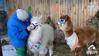 В Челябинском зоопарке альпака предсказывали погоду
