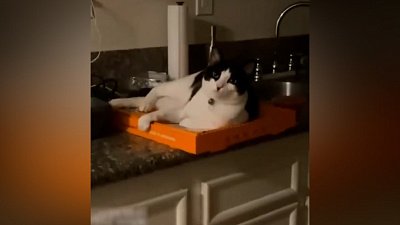 Мех и смех: свежий обед, подогрев пиццы и насильное умывание