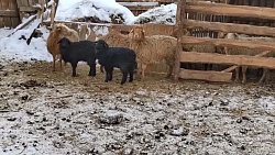 Лорик и ее дворик: как жительница южноуральского поселка стала популярным блогером