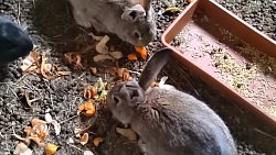 Лорик и ее дворик: как жительница южноуральского поселка стала популярным блогером