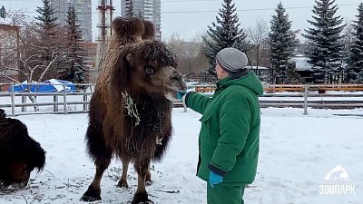 Бегающие верблюды в Челябинском зоопарке попали на видео