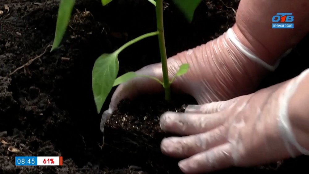 Калькулятор для семян в рубрике «Руки садовода»