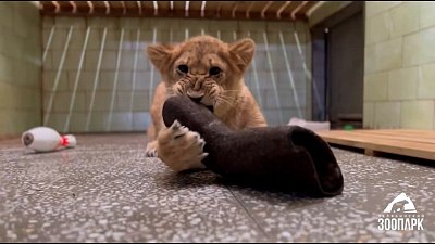 В Челябинском зоопарке львы получили валенки в подарок