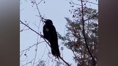 В Снежинске заметили черного дятла