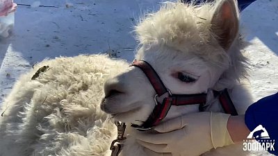 В Челябинском зоопарке ветеринары проверили здоровье альпака