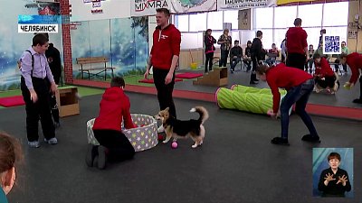 Челябинцы могут поиграть и позаниматься с корги