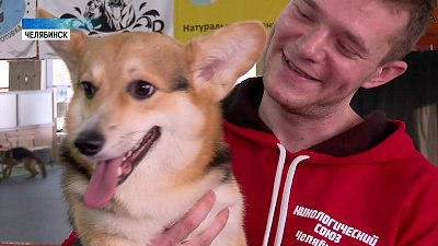 Челябинцы могут пообщаться и поиграть с корги