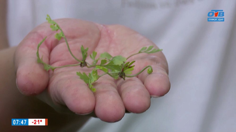 Красивых цветов дома должно быть много в рубрике «Руки садовода»