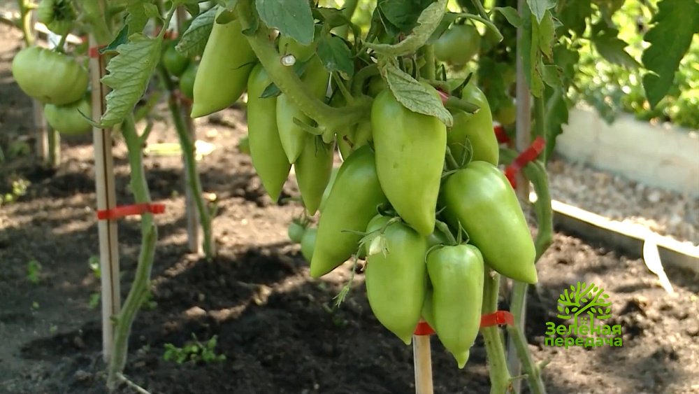 Зеленая передача 09.02.2023