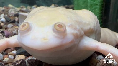 В Челябинском зоопарке показали активных шпорцевых лягушек