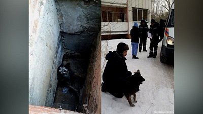 В Челябинске спасатели вызволили собаку из подвала