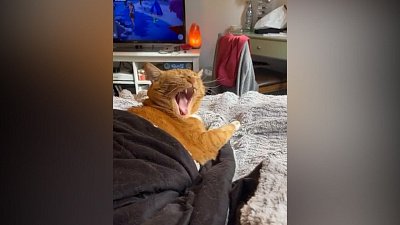 Мех и смех: говорящий кот, вторжение незнакомца и любовь к музыке