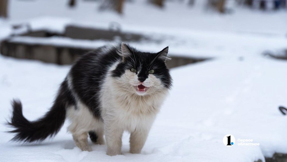 Что нельзя делать в день рождения домового 10 февраля
