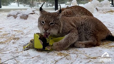В Челябинском зоопарке рысям сделали ароматный подарок
