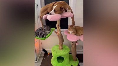 Мех и смех: снежная прогулка, странный котик и воришка