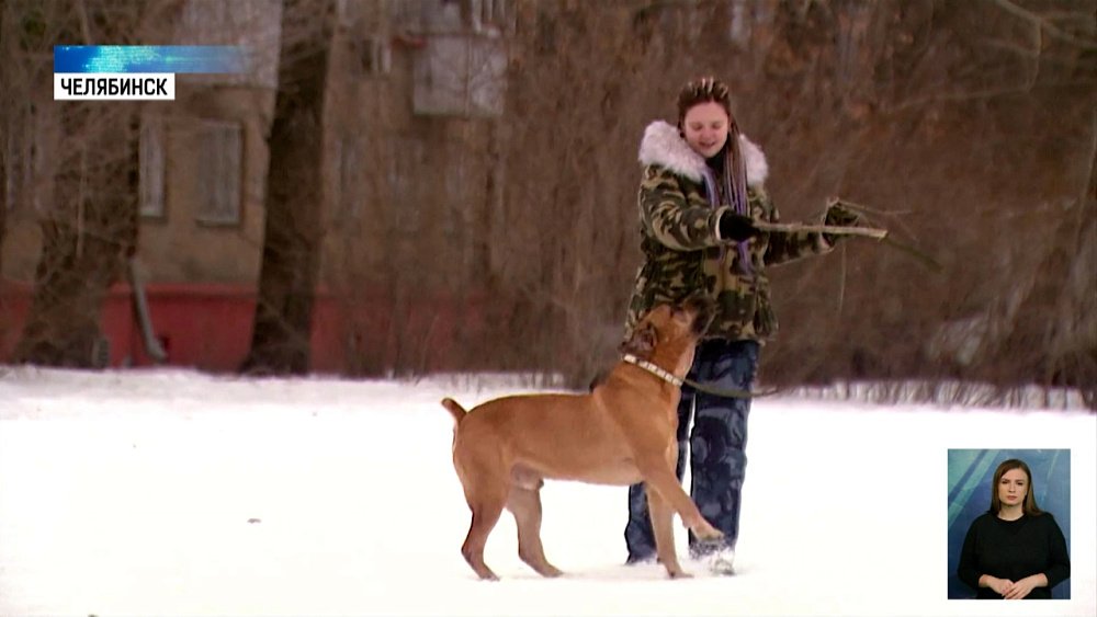 На бойцовских собак могут ввести сертификаты