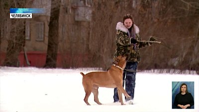 На бойцовских собак могут ввести сертификаты