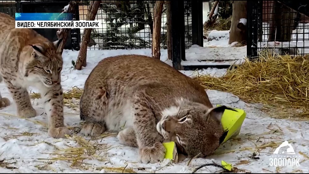 Рыси получили коробку с конской шерстью