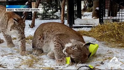 Рыси получили коробку с конской шерстью