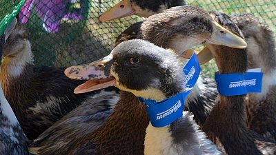 Имущество компании «Утиные фермы» под Челябинском подешевело в два раза