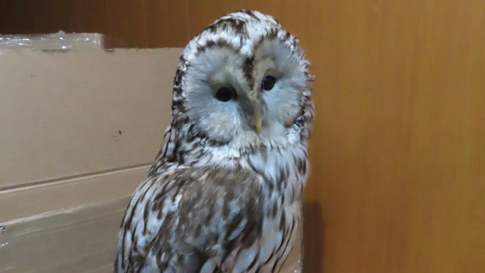 В Челябинской области пресекли вывоз за границу чучел редких сов