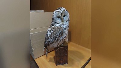 Челябинская таможня задержала чучела совы и неясыти