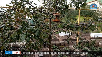 Плодожорка на яблоне — прожорливая и плодовитая! — в рубрике «Руки садовода»