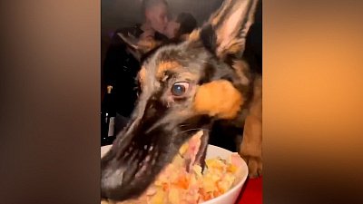 Мех и смех: романтика, бешенство и засада