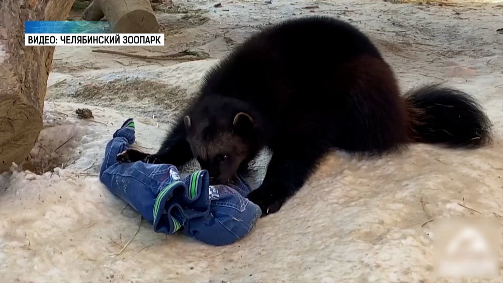 Волки и росомаха получили пахучие подарки