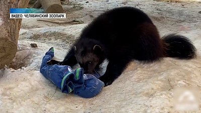 Волки и росомаха получили пахучие подарки