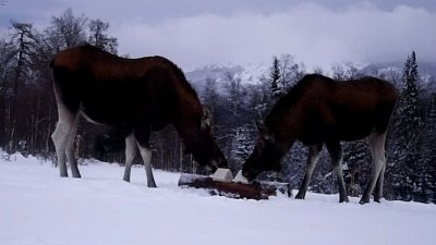 На Таганае лакомящиеся лоси попали в объектив фотоловушки