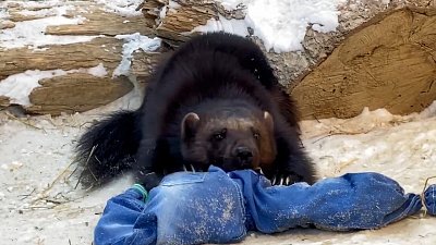 Росомаха в Челябинском зоопарке получила пахучий подарок