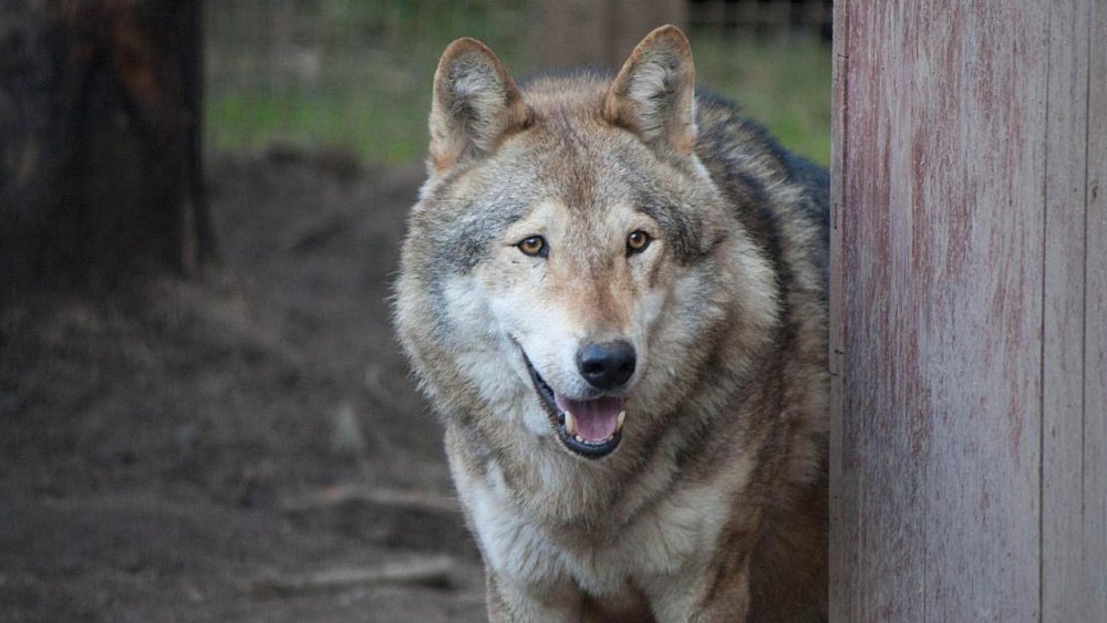 На юге Челябинской области лесные животные стали выходить к людям