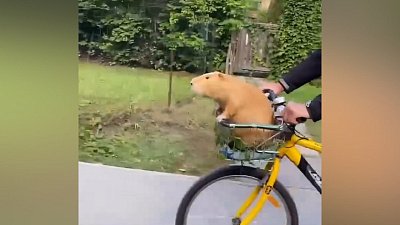 Мех и смех: путешественник, самоупаковывающийся пес и маскировка