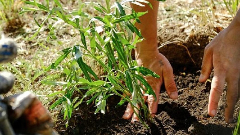В Копейске набирают волонтеров для восстановления лесов и озеленения улиц