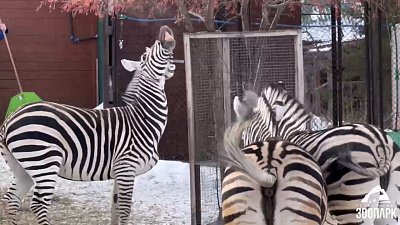 В Челябинском зоопарке воссоединилось семейство зебр