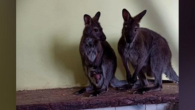 В детском эколого-биологическом центре Озерска родился кенгуру
