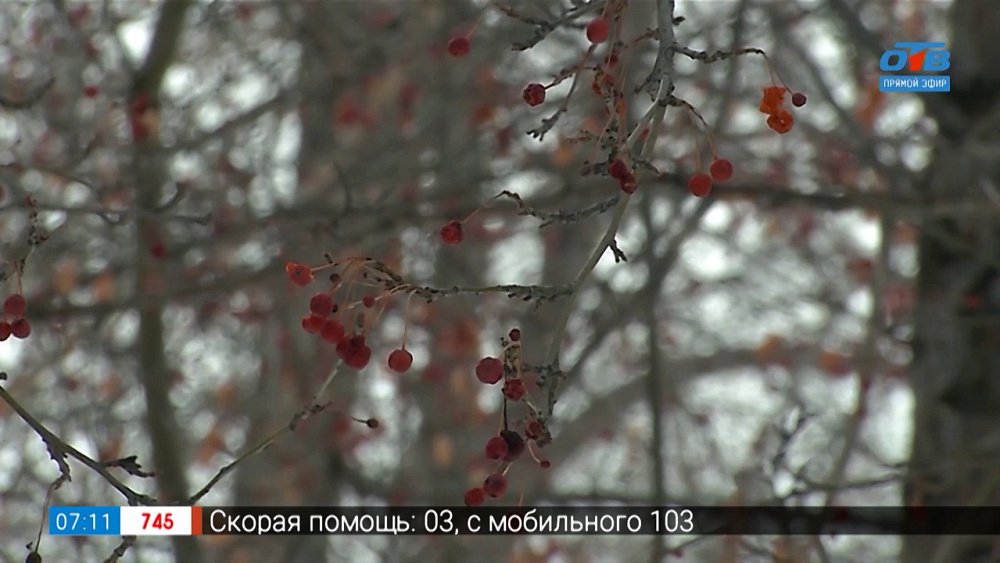 Точный прогноз на весну сделает... агроном в рубрике «Руки садовода»