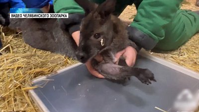 Ветеринары осмотрели животных в зоопарке