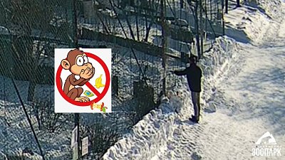 В Челябинском зоопарке неизвестный пытался накормить хищных птиц