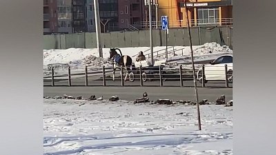 В Челябинске лошадь с повозкой попала на видео