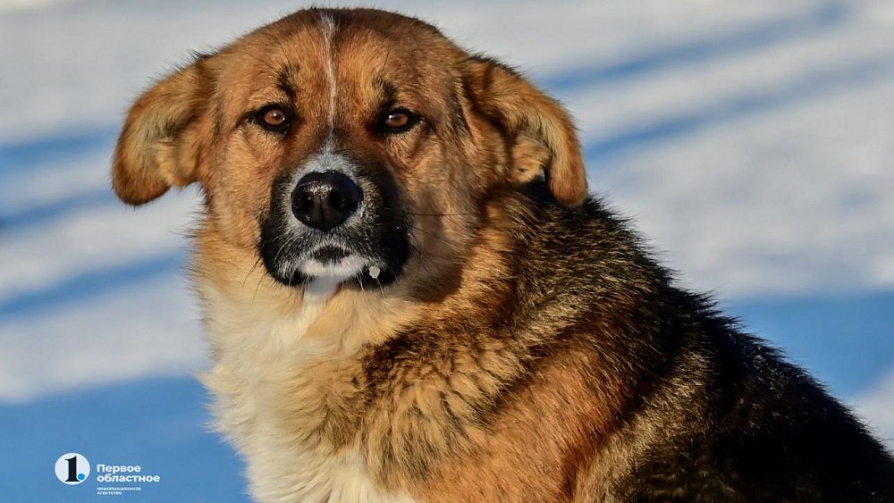 В Челябинской области энергетиков заставили провести свет в приют для животных