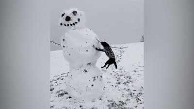 Мех и смех: плохой снеговик, шумный сосед и ласковый конь