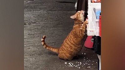 Мех и смех: помощник, странный продавец и умывание