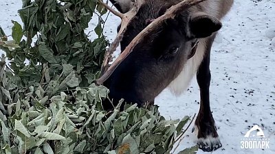 В Челябинском зоопарке северные олени игнорируют старания зоологов